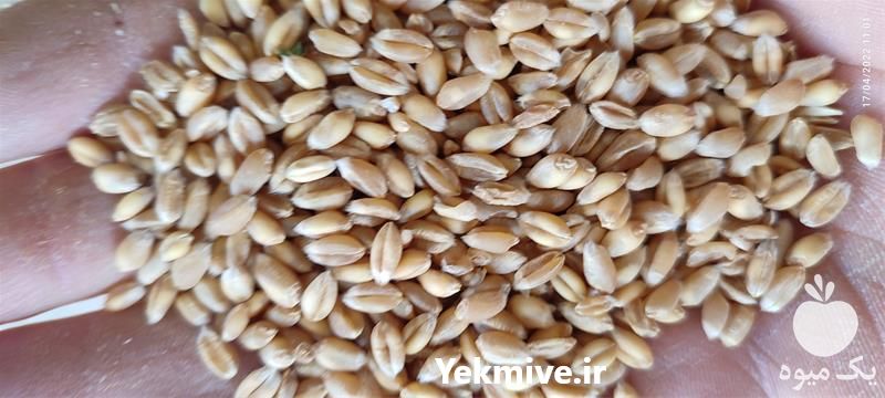 فروش گندم آبی پیشگام در همدان در گروه خرید فروش عمده گندم و جو - بلغور شیرازی فروش عمده محصول کشاورزی در یکمیوه -عکس1