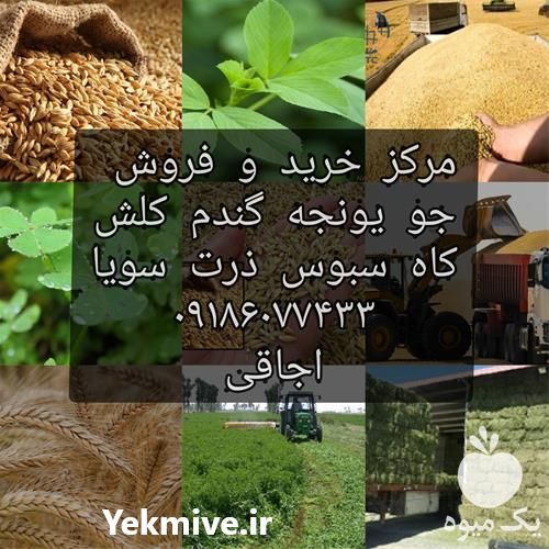 فروش جو در همدان در گروه خرید فروش عمده گندم و جو - بلغور شیرازی فروش عمده محصول کشاورزی در یکمیوه -عکس1