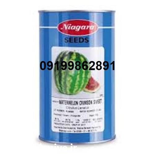 فروش بذر هندوانه کریسمون در کرمان  در گروه خرید فروش بذر - انواع محصول کشاورزی گوجه کتان میوه درخت در یکمیوه -عکس1