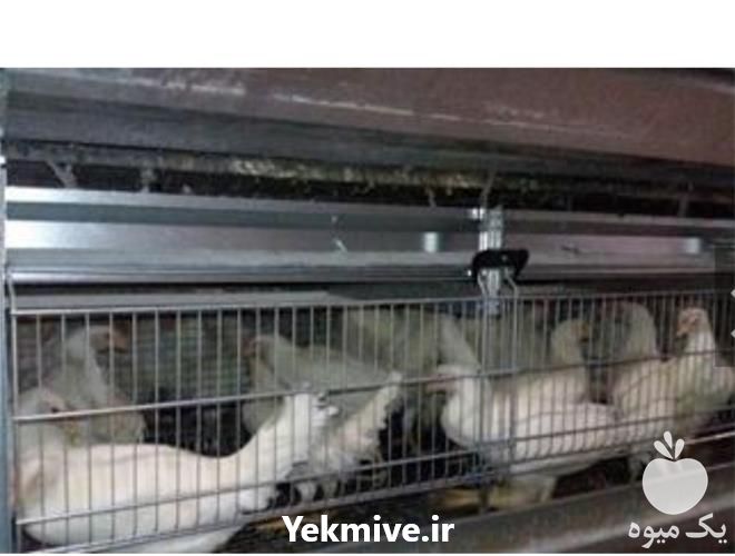 فروش و قیمت مرغ پولت تخم گذار در تهران در گروه مرغ و خروس و بوقلمون و اردک قو قاز در یکمیوه -عکس1