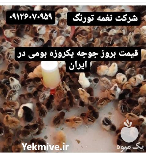 فروش مرغ تخم گذار در تهران در گروه مرغ و خروس و بوقلمون و اردک قو قاز در یکمیوه -عکس1