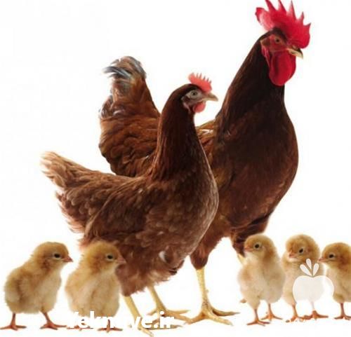 فروش جوجه مرغ لوهمن در تهران در گروه مرغ و خروس و بوقلمون و اردک قو قاز در یکمیوه -عکس1