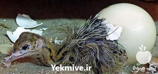 فروش مستقیم شترمرغ مولد در تهران در گروه مرغ و خروس و بوقلمون و اردک قو قاز در یکمیوه -عکس1