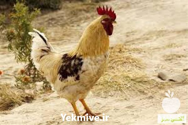 پرورش مرغ بومی گلپایگانی در تهران در گروه مرغ و خروس و بوقلمون و اردک قو قاز در یکمیوه -عکس1
