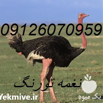 قیمت و فروش شتر مرغ گردن قرمز در تهران در گروه مرغ و خروس و بوقلمون و اردک قو قاز در یکمیوه -عکس1