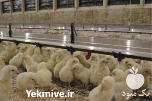 فروش قیمت جوجه یک روزه گوشتی در تهران در گروه مرغ و خروس و بوقلمون و اردک قو قاز در یکمیوه -عکس1