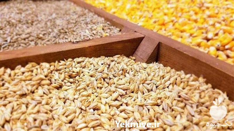 قیمت فروش دان بوقلمون در تهران در گروه مرغ و خروس و بوقلمون و اردک قو قاز در یکمیوه -عکس1