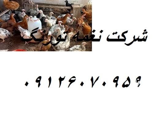 فروش قیمت جوجه مرغ در تهران در گروه مرغ و خروس و بوقلمون و اردک قو قاز در یکمیوه -عکس1