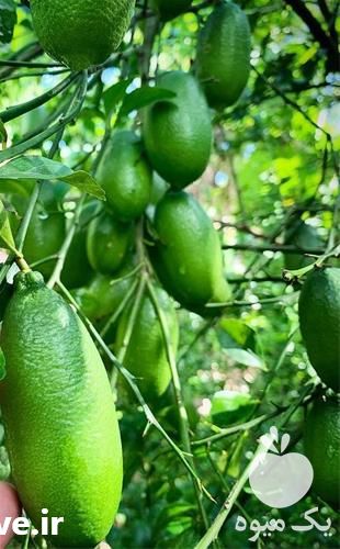 فروش نهال لیمو ترش در تهران در گروه خرید فروش نهال - انواع گردو پسته بادام سلطانی انگور در یکمیوه -عکس1