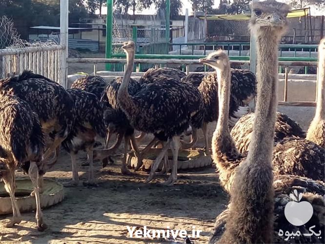 قیمت جوجه شترمرغ در تهران در گروه مرغ و خروس و بوقلمون و اردک قو قاز در یکمیوه -عکس1