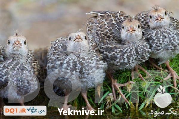 فروش مشاوره راه اندازی سالن های پرورش بلدرچین در تهران در گروه مشاوره - راه اندازی بازاریابی کسب درآمد بهبود کسب و کار در یکمیوه -عکس1