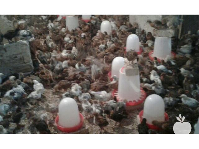 فروش ویژه جوجه گلپایگانی در تهران در گروه مرغ و خروس و بوقلمون و اردک قو قاز در یکمیوه -عکس1