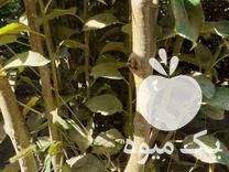 نهالستان و نهالفروشی در میاندوآب در گروه خرید فروش نهال - انواع گردو پسته بادام سلطانی انگور در یکمیوه -عکس1