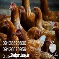 قیمت فروش مرغ محلی در تهران در گروه مرغ و خروس و بوقلمون و اردک قو قاز در یکمیوه