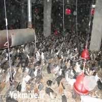 فروش جوجه بومی و نیمچه مرغ بومی در تهران در گروه مرغ و خروس و بوقلمون و اردک قو قاز در یکمیوه