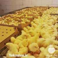 فروش مرغ گوشتی و تخم گذار  در تهران در گروه مرغ و خروس و بوقلمون و اردک قو قاز در یکمیوه