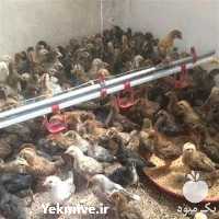 فروش جوجه و مرغ محلی در تهران در گروه مرغ و خروس و بوقلمون و اردک قو قاز در یکمیوه
