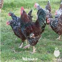 فروش ویژه مرغ هلندی در تهران در گروه مرغ و خروس و بوقلمون و اردک قو قاز در یکمیوه