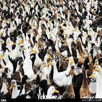 فروش جوجه اردک پکنی در تهران در گروه مرغ و خروس و بوقلمون و اردک قو قاز در یکمیوه
