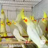 فروش تخم نطفه دار عروس هلندی در یزد در گروه انواع تخم ها - مرغ بوقلمون پرنده عمده کشاورزی در یکمیوه