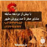 قیمت و فروش مرغ محلی در تهران در گروه مرغ و خروس و بوقلمون و اردک قو قاز در یکمیوه