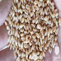 فروش گندم آبی پیشگام در همدان در گروه خرید فروش عمده گندم و جو - بلغور شیرازی فروش عمده محصول کشاورزی در یکمیوه