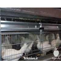 فروش و قیمت مرغ پولت تخم گذار در تهران در گروه مرغ و خروس و بوقلمون و اردک قو قاز در یکمیوه