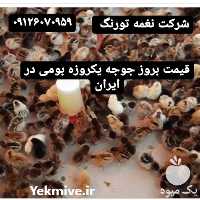 فروش مرغ تخم گذار در تهران در گروه مرغ و خروس و بوقلمون و اردک قو قاز در یکمیوه