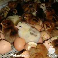 فروش جوجه یک روزه تخم گذار در تهران در گروه مرغ و خروس و بوقلمون و اردک قو قاز در یکمیوه
