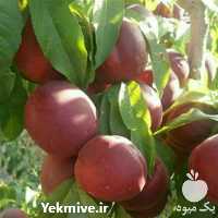 فروش نهال میوه گردو در اصفهان در گروه خرید فروش نهال - انواع گردو پسته بادام سلطانی انگور در یکمیوه