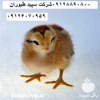 فروش جوجه بلدر چین یکروزه در تهران در گروه انواع تخم ها - مرغ بوقلمون پرنده عمده کشاورزی در یکمیوه