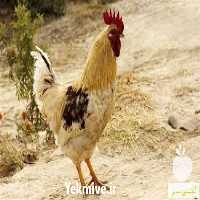 پرورش مرغ بومی گلپایگانی در تهران در گروه مرغ و خروس و بوقلمون و اردک قو قاز در یکمیوه