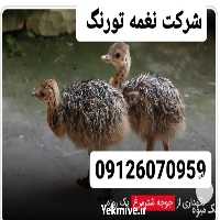 فروش جوجه شترمرغ در تهران در گروه مرغ و خروس و بوقلمون و اردک قو قاز در یکمیوه