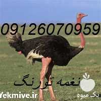 قیمت و فروش شتر مرغ گردن قرمز در تهران در گروه مرغ و خروس و بوقلمون و اردک قو قاز در یکمیوه