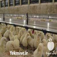 فروش قیمت جوجه یک روزه گوشتی در تهران در گروه مرغ و خروس و بوقلمون و اردک قو قاز در یکمیوه