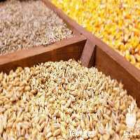 قیمت فروش دان بوقلمون در تهران در گروه مرغ و خروس و بوقلمون و اردک قو قاز در یکمیوه