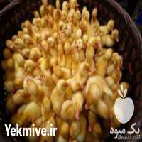 فروش اردک گوشتی در تهران در گروه مرغ و خروس و بوقلمون و اردک قو قاز در یکمیوه