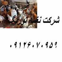 فروش قیمت جوجه مرغ در تهران در گروه مرغ و خروس و بوقلمون و اردک قو قاز در یکمیوه