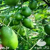فروش نهال لیمو ترش در تهران
