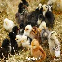 فروش جوجه مرغ بومی یکروزه در تهران در گروه مرغ و خروس و بوقلمون و اردک قو قاز در یکمیوه