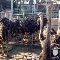 قیمت جوجه شترمرغ در تهران در گروه مرغ و خروس و بوقلمون و اردک قو قاز در یکمیوه