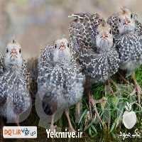 فروش مشاوره راه اندازی سالن های پرورش بلدرچین در تهران در گروه مشاوره - راه اندازی بازاریابی کسب درآمد بهبود کسب و کار در یکمیوه