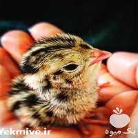 فروش جوجه بلدرچین یک روزه در تهران در گروه مرغ و خروس و بوقلمون و اردک قو قاز در یکمیوه