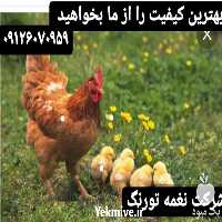فروش نیمچه مرغ تخم گذار در تهران در گروه مرغ و خروس و بوقلمون و اردک قو قاز در یکمیوه