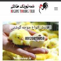 فروش جوجه مرغ گوشتی در سمنان در گروه مرغ و خروس و بوقلمون و اردک قو قاز در یکمیوه