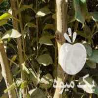 نهالستان و نهالفروشی در میاندوآب در گروه خرید فروش نهال - انواع گردو پسته بادام سلطانی انگور در یکمیوه