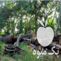 هرس درختان خرید چوب هیزمی در اصفهان در گروه خرید فروش عمده چوب- زغال چوب گردو تبریزی خام در یکمیوه