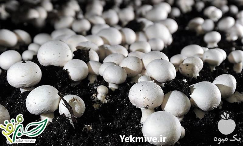 آموزش پرورش قارچ دکمه ای در تهران در گروه مشاوره - راه اندازی بازاریابی کسب درآمد بهبود کسب و کار در یکمیوه -عکس1