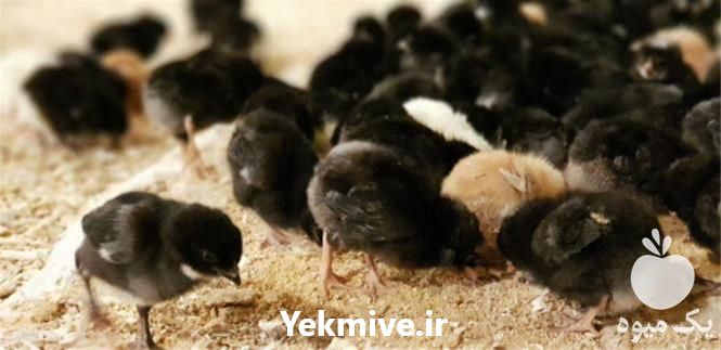 فروش جوجه مرغ یک ماهه بلک استار در تهران در گروه مرغ و خروس و بوقلمون و اردک قو قاز در یکمیوه -عکس1