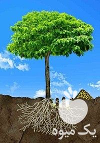 کود برای تولید چوب در درخت صنوبر در تهران در گروه خرید فروش کود و مواد شیمیایی - اوره پتاس مرغی کمپوست آهن در یکمیوه -عکس1